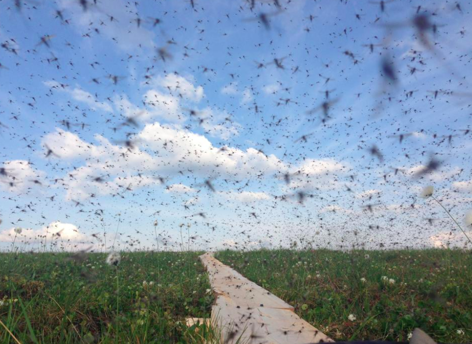 Why California Has 20 Million More Mosquitoes Now ATTN